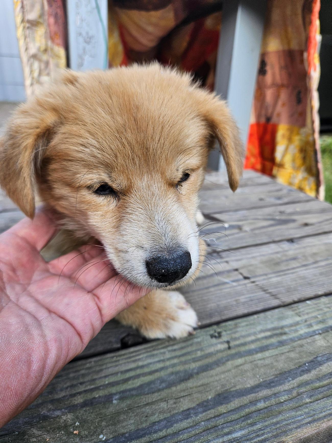 종료(자연사) 믹스…